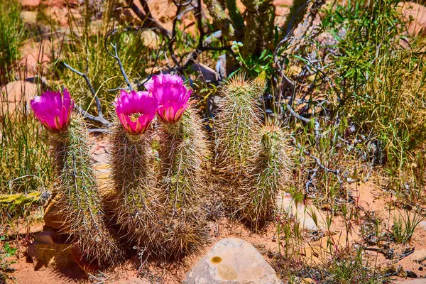Las Vegas Nevada yakınlarındaki Pine Creek Kanyonu Kızıl Kaya Kanyonu 'ndaki dikenli kirpi kaktüsleri arasında açan canlı mor kaktüsler Güneybatının güzelliğini ve direncini yakalıyor..