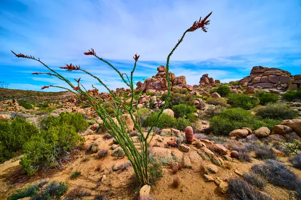 Kıpkırmızı çiçekli canlı ocotillo, güneşli Arizona çölünde engebeli kaya ve kaktüslerin arasında duruyor. Amerika 'nın güneybatı vahşi doğasının güzelliğini ve dayanıklılığını yakalıyor..