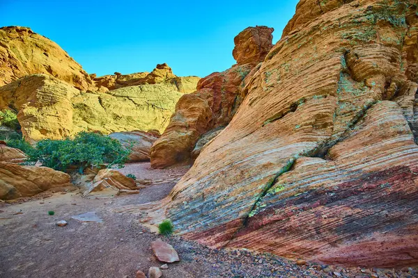 Utah Kasırgası 'ndaki Babil Kemeri' nde berrak mavi bir gökyüzü altında canlı çizgili kumtaşı oluşumları ve dirençli çöl bitkileri Amerikan Güneybatı vahşi doğasının saf güzelliğini ve macerasını yakalar..