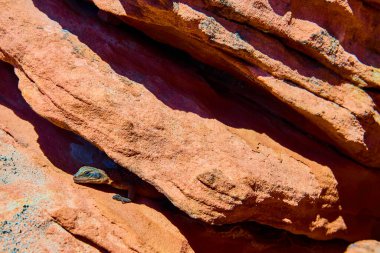 Kamuflajlı bir kertenkele Arizona 'daki Glen Canyon Overlook' da güneş ışığı altındaki kırmızı kayaların altından Amerikan Güneybatısının engebeli güzelliğinin ortasında çöl yaban hayatının adaptasyonunu gösteriyor.
