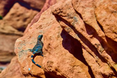 Canlı mavi ve sarı kertenkele, Arizona Sayfası yakınlarındaki Glen Canyon Overlook 'da güneşli kırmızı kumtaşının üzerinde güneşleniyor. Amerika 'nın güneybatısındaki vahşi çöl yaşamının güzelliğini ve direncini yakalıyor..