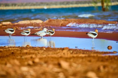 Çarpıcı tüyleri olan Amerikan Avocetleri, Sand Hollow State Park Utah 'ın huzurlu sahilinde sıcak öğleden sonra ışığında parıldayan mavi göl sularıyla bir martı ile toplanıyor.