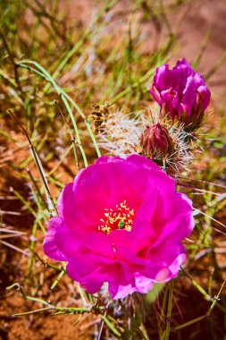 Tomurcuklar ve keskin dikenlerle dolu canlı pembe kaktüs çiçeği, Page yakınlarındaki Arı Kovanı Patikası 'nda Arizona güneşi altında gelişiyor. Çöl dayanıklılığının ve bahar renginin çarpıcı bir gösterisi..