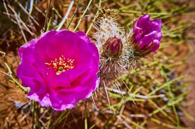 Arizona 'daki Arı Kovanı Patikası' nda çiçek açan canlı morumsu kaktüs, güneşli bir çöl arka planına karşı duruyor. Amerikan Güneybatısının eşsiz güzelliğini ve dayanıklılığını simgeliyor.
