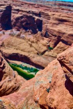 Küçük kertenkele Glen Canyon Overlook Arizona 'da güneşli kırmızı kayaya tutunur. Sarp kayalıkların geniş manzarası ve aşağıda dolambaçlı yeşil bir nehir Amerikan Güneybatısının vahşi güzelliğini yakalar.