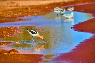 American Avocets, Utah Sand Hollow Eyalet Parkı 'ndaki sakin sulak alanlarda yiyecek arıyor. Sıcak altın saat ışığı onların eşsiz tüylerini ve bu vahşi yaşamın barışçıl güzelliğini vurgular..