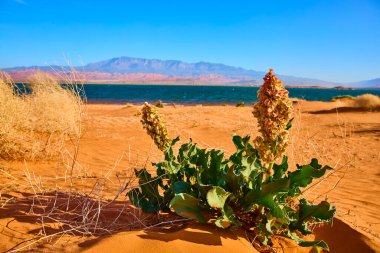 Canlı kır çiçekleri, Sand Hollow State Park Utah 'ta sakin bir gölün yanındaki kırmızı kum tepeciğinde berrak mavi gökyüzünün altındaki uzak dağlarla çölün güzelliğini ve dayanıklılığını yansıtıyor.