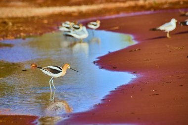 Sand Hollow State Park Utah 'ta güneşli kum ve mavi yansımalarla su kenarında duran zarif bir Amerikan Avocet' i sulak alanların dingin güzelliğini ve vahşi yaşam çeşitliliğini yakalıyor..