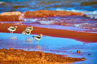 Utah 'taki Sand Hollow Eyalet Parkı' nın kırmızı kumlu sahili boyunca dört Amerikan Avocet 'i sakin mavi suyla yıkandı ve sakin bir vahşi yaşam sahnesinde zarif şekillerini yansıttı..