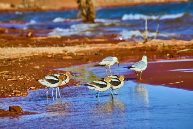 Tarçın başlı Amerikan Avocetleri ve ince banknotlar Sand Hollow State Park Utah kıyılarında yürürken martılar yakınlarda vahşi yaşam ve doğal güzelliklerle dolu bu sakin göl sahnesini izliyor.