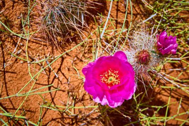 Arizona Arı Kovanı Yolu 'nda çiçek açan canlı morumsu kaktüs dikenli yeşil sapları ve tomurcuklanan tomurcukları dayanıklılığı ve doğal güzelliği simgeleyen güneşte pişirilmiş çöl toprağı karşısında duruyor.