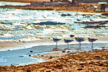 Uzun bacaklı ve kıvrımlı gagalı engeller sakin bir vahşi yaşam ve doğa sahnesi için sakin göl sularına yansıyan Sand Hollow State Park Utah 'ın sakin kıyı şeridinde dururlar.