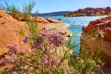 Sand Hollow Gölü 'nün mavi sularının yanında çiçek açan narin pembe çöl çiçekleri. Arka planda kırmızı kumtaşı oluşumları baharda Utahlar' ın vahşi doğasının canlı güzelliğini vurguluyor..