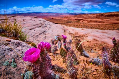 Canlı mor armut kaktüsü Arizona 'da Beehive Patikası boyunca çiçek açıyor. Kırmızı kaya parçaları ve süpürücü gökyüzü Amerikan Güneybatısının engebeli güzelliğini ve dayanıklılığını yakalıyor..