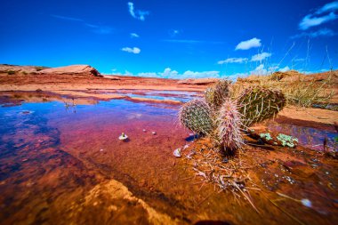 Dikenli armut kaktüsü, Arizonas Beehive Patikası 'nda canlı kırmızı kayalar ve mavi gökyüzü olan nadir bir çöl havuzuyla Amerika' nın güneybatı vahşi doğasının dayanıklılığını ve güzelliğini yakalıyor..