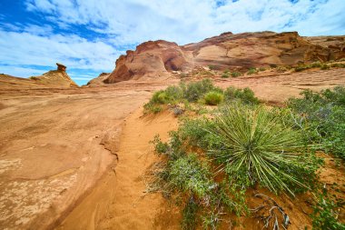Kırmızı kumtaşı oluşumları Arizona sayfasındaki engebeli çöl arazisinden yükseliyor. Yucca bitkileri ve sert çalılar bu çarpıcı doğal amfitiyatroda parlak mavi gökyüzünün altında gelişir..