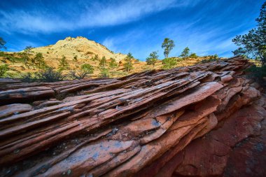 Çarpıcı kırmızı kumtaşı katmanları ve dayanıklı çam ağaçları Zion Ulusal Parkı 'ndaki Çok Havuz Yolu Utah' ta canlı mavi gökyüzünün altında Amerikan Güneybatısının dramatik güzelliğini vurguluyor.