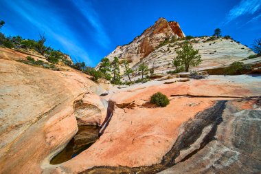 Güneşli kumtaşı uçurumları Zion Ulusal Parkı 'ndaki birçok havuzdaki yansıtıcı havuzun yakınındaki canlı kayaların ve azimli çöl bitkilerinin üzerinde yükseliyor. Utah macera ve dayanıklılığın ruhunu yakalıyor..