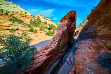 Dramatik kırmızı kumtaşı levhası Zion Ulusal Parkı 'ndaki Çok Havuz Yolu' nda canlı bir kanyonda yükseliyor. Utah, çöl çalıları ve çam ağacıyla çevrili. Macera ve seyahat için ideal mavi gökyüzü altında.