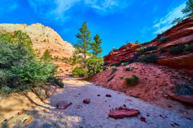 Güneş ışığı kırmızı ve turuncu kumtaşı oluşumları, pek çok havuz yolu, Zion Ulusal Parkı, Utah 'taki çam ağaçları ve çöl çalılarıyla kaplı kumlu bir patikayı çevreleyerek, parlak mavi gökyüzü altında keşif yapmaya davet eder.