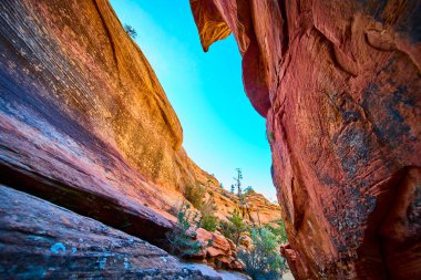 Güneşli kırmızı kaya duvarları, Zion Ulusal Parkı 'ndaki birçok havuz yolunun üzerinde. Utah, parlak renklerle ve açık mavi gökyüzüne karşı seyrek yeşil çöl bitkileriyle. Amerikan güzelliğinin vahşi güzelliğini yakalıyor.