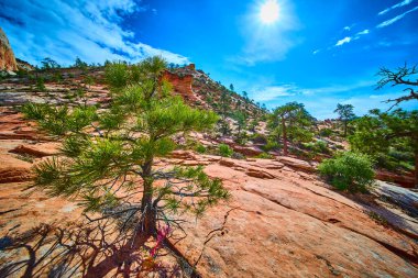 Güneşli çam ağacı Zion Ulusal Parkı 'ndaki birçok havuz yolunda kırmızı kumtaşına karşı dayanıklı. Mavi gökyüzü ve engebeli çöl yabanı maceraya ve keşiflere davetiye çıkarıyor.