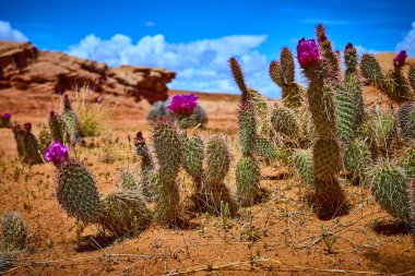 Çiçekli dikenli armut kaktüsü kırmızı çöl toprağı ve kumtaşı oluşumlarına karşı Amerika 'nın güneybatısındaki Arizona sayfasındaki Beehive Patikası' nda canlı mavi gökyüzü altında duruyor.