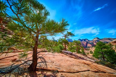 Dayanıklı çam ağacı, Zion Ulusal Parkı 'ndaki birçok havuz yolu boyunca uzanan kırmızı kayanın üzerinde dimdik duruyor. Çarpıcı çöl oluşumları ve mavi gökyüzü doğal güzellik ve macera manzarası yaratıyor.