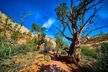 Antik ardıç ağacı, Zion Ulusal Parkı 'ndaki birçok havuz yolunda dayanıklı duruyor. Utah engebeli kumtaşı uçurumları ve canlı çöl gökyüzü, Amerika' nın güneybatısının ebedi güzelliğini yakalıyor.