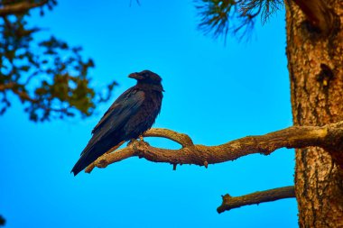 Yalnız bir kuzgun, parlak mavi gökyüzü ve çam ipuçlarıyla engebeli bir ağaç dalında oturuyor. Utah 'taki Bryce Canyon Ulusal Parkı' nın vahşi güzelliğini ve dingin havasını yakalıyor..