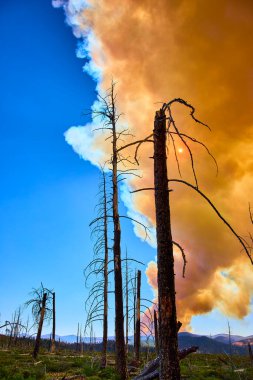 Burned trees stand against a dramatic sky as wildfire smoke fills the air near Bryce Canyon National Park Utah highlighting the impact of the France Canyon Fire and intense sun.