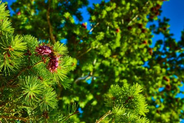 Parlak yeşil çam iğneleri ve canlı mor koniler Bryce Canyon Ulusal Parkı Utah 'taki Sahne Yolu boyunca güneş ışığını yakalıyor. Taze ve canlı bir orman manzarası yaratıyor..