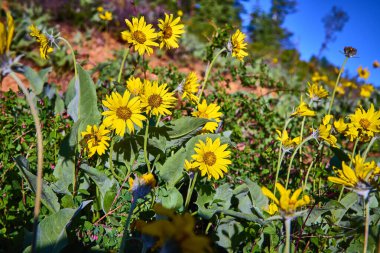 Bright yellow wildflowers bloom amid lush green foliage under clear blue skies along a scenic drive in Bryce Canyon National Park Utah United States capturing the essence of spring.