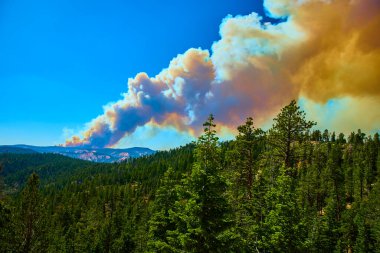 Fransa Kanyon Yangını 'nın yoğun dumanı, Bryce Kanyonu Ulusal Parkı' nda manzaralı bir yolculuk boyunca güneşli bir çam ormanının üzerinden yükseliyor. Utah, yaz ayındaki vahşi ateşin dramatik etkisini yakalıyor..