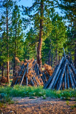 Pine branches stacked in burning piles among tall trees in Bryce Canyon National Park Utah illustrate forest management and conservation efforts in the United States.