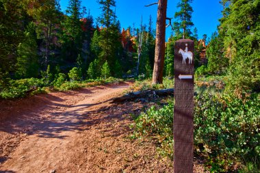 İşaretli bir iz yolu Bryce Canyon Ulusal Parkı Utah 'taki manzaralı Queens Garden Navajo Döngüsü boyunca uzanır. Etrafı canlı çam ormanı ve açık mavi gökyüzü ile çevrilidir..