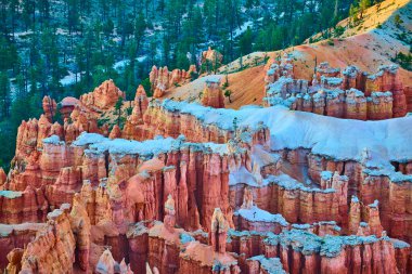 Bryce Canyon Ulusal Parkı 'ndaki Bryce Point kanyonunun zemininden canlı kabadayılar yükseliyor. Arka planda çam ormanı var. Gün doğumunun yumuşak ışığı altında..
