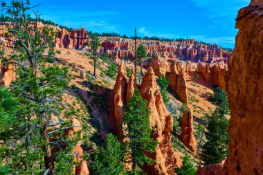 Çam ağaçlarının ve Bryce Canyon Ulusal Parkı 'ndaki kırmızı kayalıkların arasından yükselen grevdeki kabadayılar açık mavi gökyüzü ile Peekaboo Döngü Yolu manzarasını aydınlatıyorlar..