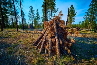 Dry burning piles of pine branches and needles are stacked in a sunlit forest clearing in Bryce Canyon National Park Utah conveying forest management and environmental care.
