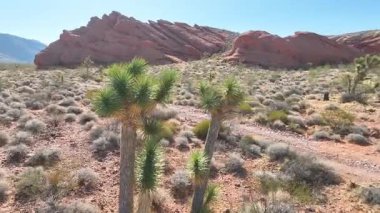 Gökyüzü yayı, kırmızı kaya oluşumlarıyla çevrili Joshua ağaçlarını ve Gold Butte Ulusal Anıtı 'ndaki Bunkerville yakınlarında açık çölü yakalar.