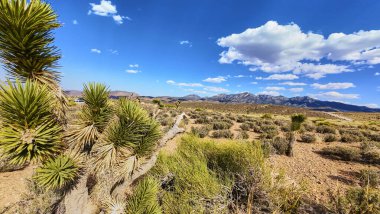 Önünde göze çarpan bir Joshua ağacı olan parlak çöl manzarası ve Las Vegas yakınlarındaki kurak Nevada bölgesinin ötesinde yükselen Charleston Dağı..