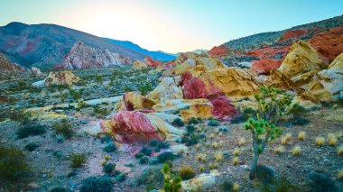 Joshua Trees ve Nevada Ulusal Altın Göt Anıtı 'ndaki engebeli çöl arazisiyle çevrili parlak kumtaşı kayaları altın saat ışığında parlıyor.