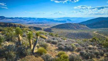 Joshua ağaçlarının ve çöl bitkilerinin geniş bir manzarası var. Yuvarlanan tepeler ve açık mavi gökyüzünün altındaki uzak dağlar.