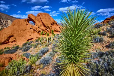 Canlı Joshua Tree, Whitney Pocket Nevada yakınlarındaki Gold Butte Ulusal Anıtı 'nda çarpıcı bir kemer oluşumunun önünde duruyor.