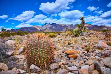 Altın Butte Ulusal Anıtı Nevada 'da kayalık arazinin ortasında duran fıçı kaktüsü engebeli dağlar ve canlı gökyüzü Birleşik Devletler çölünün vahşi ruhunu yansıtıyor.