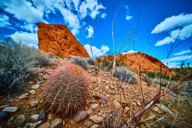 Fıçı kaktüsü ve kayalık zemin, kırmızı kumtaşı kayalıkları ve Nevada 'daki Gold Butte Ulusal Anıtı' nda dramatik bulutlar Whitney Pocket 'in kurak güzelliğini sergiliyor.