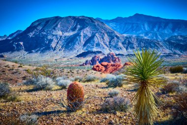 Varil kaktüsü ve yukka, berrak mavi gökyüzünün altında engebeli dağları ve ikonik kırmızı kaya oluşumlarıyla Nevada Altın Butte Ulusal Anıtı 'nın çorak arazisinde göze çarpıyor.