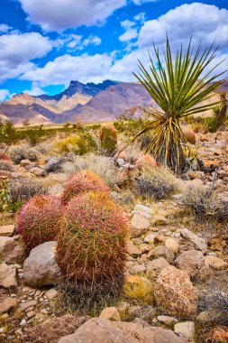 Fıçı kaktüsü ve yukka bitkileri, Nevada 'daki kayalık arazide dramatik dağlar ve canlı gökyüzü ile zenginleşir.