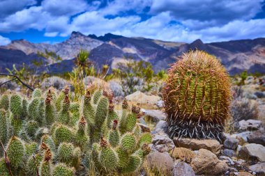 Dikenli armut kaktüsü ve fıçı kaktüsü Nevada 'daki Altın Butte Ulusal Anıtı' nın kayalık arazisine hükmediyor. Arkasında dramatik dağlar yükseliyor.