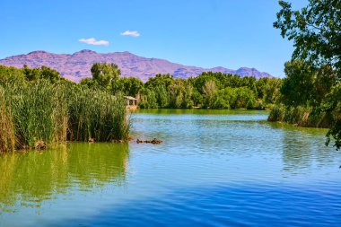 Las Vegas Nevada 'daki Floyd Lamb Parkı' nda açık mavi gökyüzünün altında yemyeşil ve uzun kamışlarla çevrili sakin bir gölet.